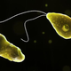 A illustration of the different forms that Naegleria fowleri can shape-shift into, depending on its surrounding environment